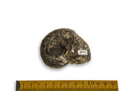 F 02263
<br/>
<br/>
<em></em>